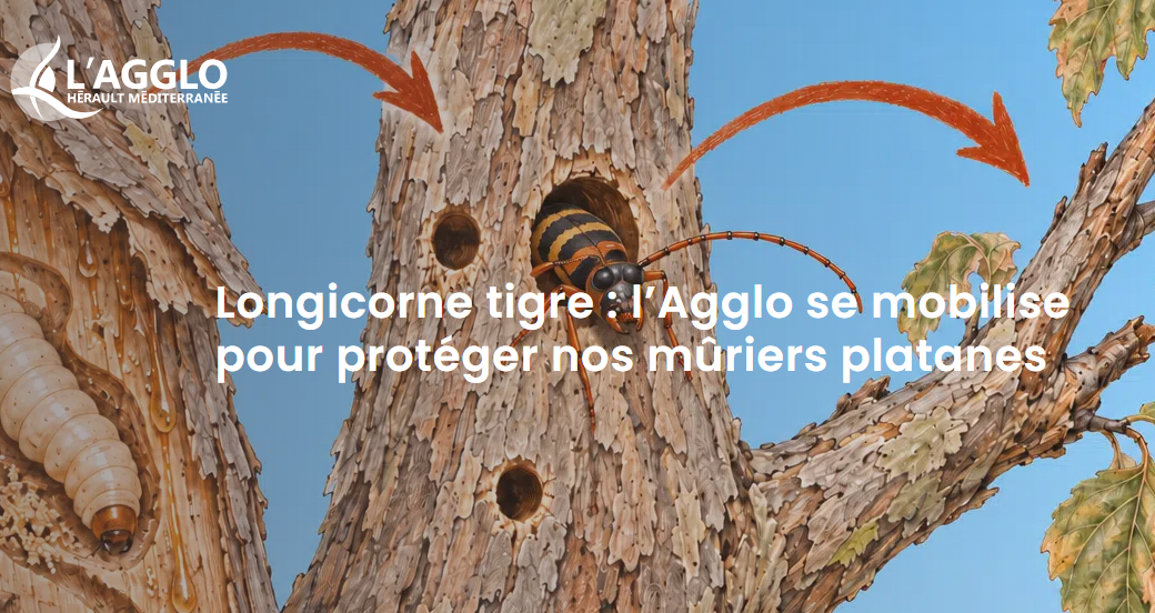 LONGICORNE TIGRE : L'AGGLO SE MOBILISE 